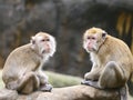 Two monkeys Royalty Free Stock Photo