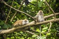 Two monkeys Royalty Free Stock Photo
