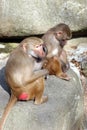 Two monkeys Royalty Free Stock Photo