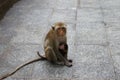 Two monkeys, baby sitting to give a cute baby milk