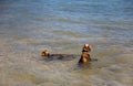 Two monkeys are bathing in the Indian Ocean.