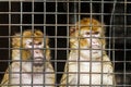 two monkeys behind the bars of a cage at the zoo Royalty Free Stock Photo