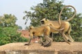 Two monkeys on the bridge Royalty Free Stock Photo