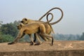 Two monkeys on the bridge Royalty Free Stock Photo