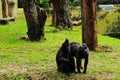 Two monkeys brother smile to the visitors at the zoo Royalty Free Stock Photo