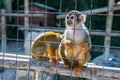 Two monkeys in a cage in the zoo Royalty Free Stock Photo