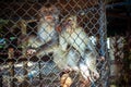 Two monkeys in cage of zoo Royalty Free Stock Photo