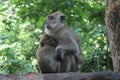 Expression weird of monkey sit on stone at forest park Indonesia