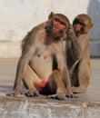 Two Monkeys at Chitrakoot, MP, India Royalty Free Stock Photo