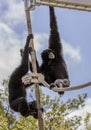 Two monkeys climb ropes at Honolulu Zoo