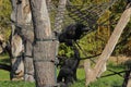 Two monkeys climbing and having fun in branches in zoo in leizig in germany. Royalty Free Stock Photo