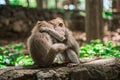 Two monkeys fight on a rock in the Park against the background of the jungle. Monkeys in their natural habitat Royalty Free Stock Photo
