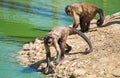 Two monkeys. Royalty Free Stock Photo