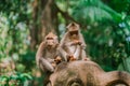 Two monkeys have lunch in the jungle. Monkey forest in Ubud. Royalty Free Stock Photo