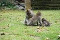 Monkey family helps each other to get rid of fleas to another, Bali Royalty Free Stock Photo