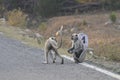 Two monkeys on a highway