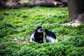 Two monkeys kiss each other Royalty Free Stock Photo