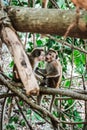 Two monkeys kissing sitting together on a tree. Cute emotions of a monkey couple. Peaceful moment with animals playing in natural Royalty Free Stock Photo