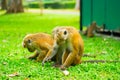 Two monkeys looking for something in grass Royalty Free Stock Photo