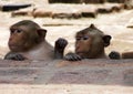 Two Monkeys in Lopburi Thailand Royalty Free Stock Photo