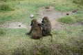 Two monkeys lousing each other in Ngorongoro Crater