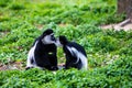 Two monkeys in love give a kiss Royalty Free Stock Photo