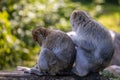 two monkeys sitting on a rock with trees in the background Royalty Free Stock Photo