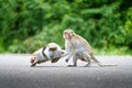 Two monkeys are performing punching and battling for to lead of the pack Royalty Free Stock Photo