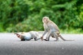 Two monkeys are performing punching and battling for to lead of the pack Royalty Free Stock Photo