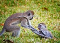 Two monkeys are playing and fighting. They are Sykes, Cercopithecus albogularis, on Diani beach. It is cute. This is a Royalty Free Stock Photo