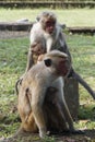 Two monkeys protecting their small babies. Royalty Free Stock Photo