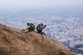 Two monkeys on a rock