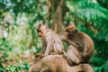 Two monkeys sit on a rock against the background of the jungle and eat something. The monkey forest in Ubud is the most Royalty Free Stock Photo