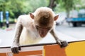 Two monkeys. Sitting back to back on a roof top and looking away. Royalty Free Stock Photo