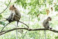 Two monkeys. Sitting back to back on a roof top and looking away. Royalty Free Stock Photo