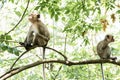 Two monkeys. Sitting back to back on a roof top and looking away. offended at each other. Royalty Free Stock Photo