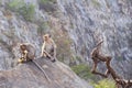 Two monkeys sitting on the rock.