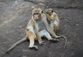 Two monkeys sitting on a rock. Sri Lanka Royalty Free Stock Photo