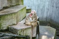 Two monkeys sitting on a stone ledge in Zoo Stuttgart Germany Royalty Free Stock Photo