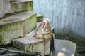 Two monkeys sitting on a stone ledge in Zoo Stuttgart Germany Royalty Free Stock Photo