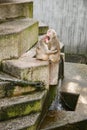 Two monkeys sitting on a stone ledge in Zoo Stuttgart Germany Royalty Free Stock Photo