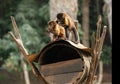 two monkeys sitting on top of an old barrel made from trees