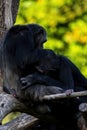 Two monkeys sitting between tree branches, cleaning and take care of each others fur.