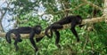 Two monkeys sitting on a tree in the rainforest by Tikal - Guatemala