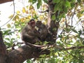 Two monkeys sitting on the tree.(Selective focus)