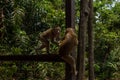 Monkeys argue for place to sit