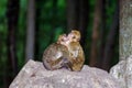 Two monkeys sleeping on the stone Royalty Free Stock Photo