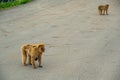 Two monkeys standing on a road. Royalty Free Stock Photo