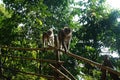 Two monkeys walking on a stick in a green forest. Royalty Free Stock Photo