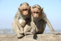 Due scimmie su muro 